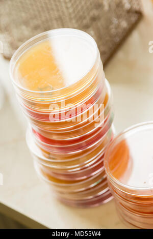Stapel der Petrischale mit wachsenden Kulturen von Mikroorganismen auf orange und rot Substrat. Stockfoto