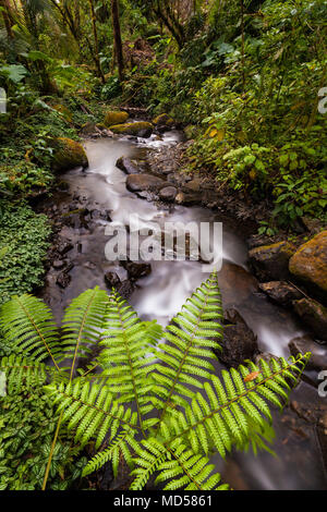 Farne und Strom in La Amistad Nationalpark, Provinz Chiriqui, Republik Panama. Stockfoto