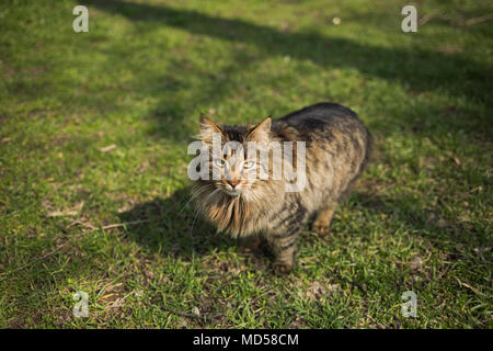 Closeup Portrait von Angesicht der Schöne braune Katze am grünen Gras Hintergrund. Tier starrt Kamera außerhalb. Horizontale Farbfotografie. Stockfoto