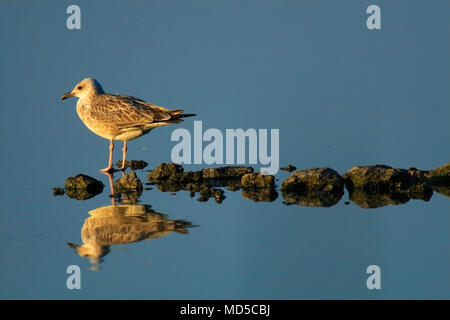 Single juvenile Silbermöwe Vogel über grasbewachsene Feuchtgebiete von Biebrza Fluss während der Brutzeit im Frühjahr Stockfoto