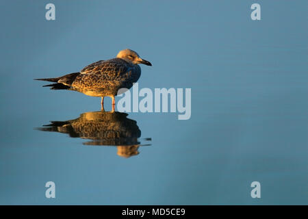 Single juvenile Silbermöwe Vogel über grasbewachsene Feuchtgebiete von Biebrza Fluss während der Brutzeit im Frühjahr Stockfoto