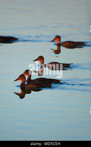 Gruppe der Stockente Vögel auf Teich Oberfläche im Sonnenuntergang Beleuchtung Feuchtgebiete im frühen Frühjahr Stockfoto