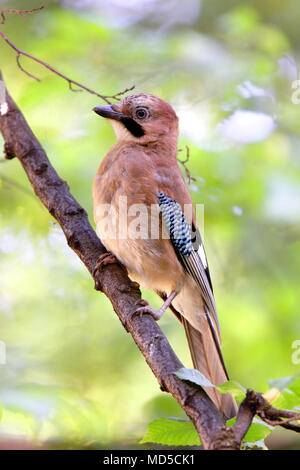 Single Jay Vogel auf einem Zweig der Baumstruktur während der Brutzeit im Frühjahr Stockfoto