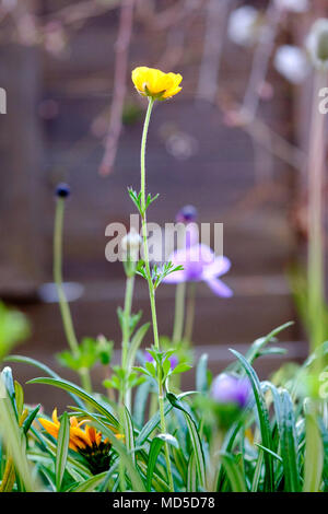 Boden geschossen von einem Blumenbeet mit einem Gelben Turbane Hahnenfuß (Ranunculus asiaticus) Blüte im Vordergrund. Stockfoto
