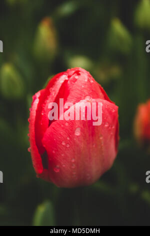 Rote Tulpe nach regen Stockfoto