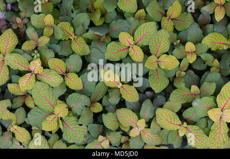 Der Fittonia albivenis keleton'. Nerv Anlage oder Mosaik Blätter Stockfoto