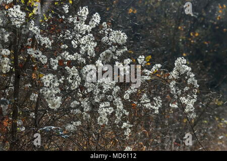 Nahaufnahme der Samen der Clematis vitalba, Reisende Freude, wilden Clematis oder Old Man's Bart wachsen in Balkan Mountain, Bulgarien Stockfoto