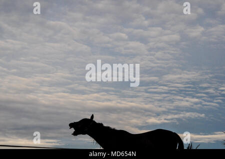 Pferd lachen oder Wiehern im Sonnenuntergang vor Bedecktem Himmel Stockfoto