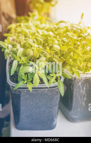 Keimlinge von Auberginen, Tomaten und Paprika für die städtischen Garten und Garten wachsen in einem Kunststoffbehälter auf das Fenster im Boden an einem sonnigen Stockfoto