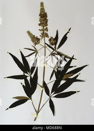 Herbarium Blatt mit Vitex agnus castus, der Keusche Baum oder Chastberry, Familie Verbenaceae Stockfoto