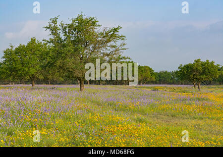 Texas, Hill Country, Gillespie County, Wildblumen von Hwy 290 West von Fredericksburg gesehen Stockfoto