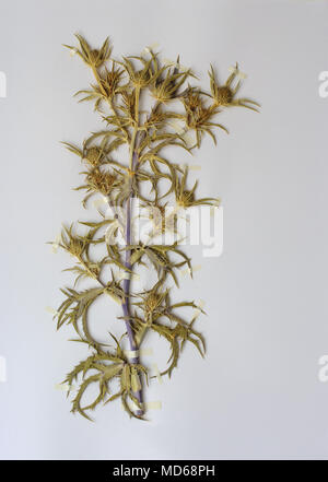 Herbarium Blatt mit Eryngium amethystinum, der Amethyst eryngo oder Italienischen eryngo, Familie Apiaceae Stockfoto