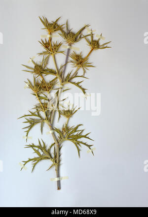 Herbarium Blatt mit Eryngium amethystinum, der Amethyst eryngo oder Italienischen eryngo, Familie Apiaceae Stockfoto