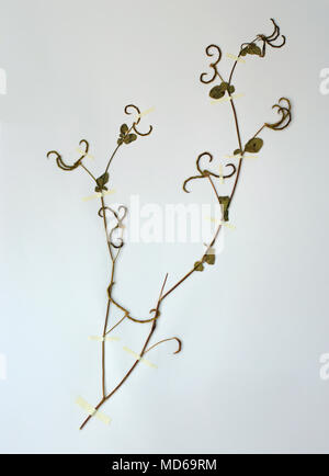 Herbarium Blatt mit Lotus ornithopodioides, die Gemeinsame Aubergine Eierfrucht oder südlichen Bird's Fuß - Kleeblatt, Familie Fabaceae (Leguminosae) Stockfoto