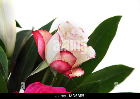 Die Zustellung der Blumen in der Nähe der Rose Stockfoto