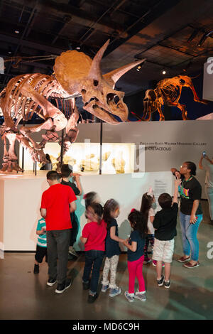 Kinder mit einem fossilen Skelett eines Triceratops Dinosaurier, in einer Dinosaur Museum, USA Stockfoto