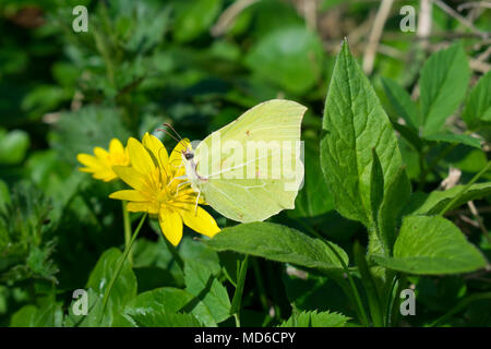 Gemeinsamen Schmetterling Zitronenfalter (Gonepteryx Rhamni) Stockfoto