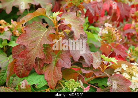 Hydrangea quercifolia Burgundy" Laub, Herbst Tönungen in einem Englischen Garten im Spätsommer, Großbritannien Stockfoto