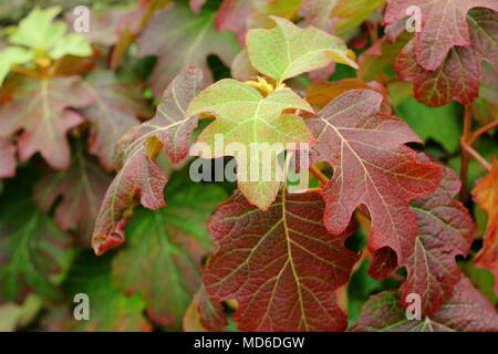 Hydrangea quercifolia 'Applaus' Laub, Herbst Tönungen in einem Englischen Garten, Großbritannien Stockfoto