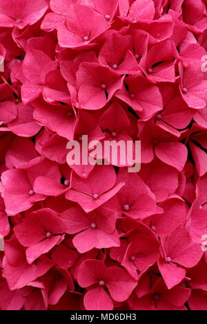 Hydrangea macrophylla Amour Toujours Blume in voller Blüte in einem Englischen Garten im Spätsommer, Großbritannien Stockfoto