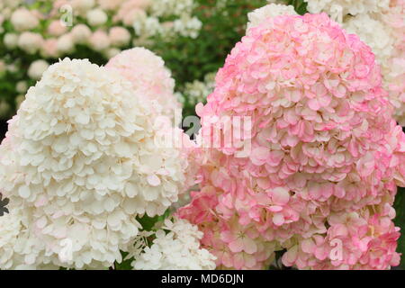 Hydrangea paniculata 'Vanille Fraise' (Blume in voller Blüte in einem Englischen Garten im Spätsommer, Großbritannien Stockfoto