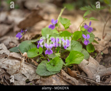 Frühling Blumen im Wald, Frühling. Stauden mehrjährige Pflanze - Viola odorata Holz violett, süße Violett, englisch Violett, Garten Viole Stockfoto