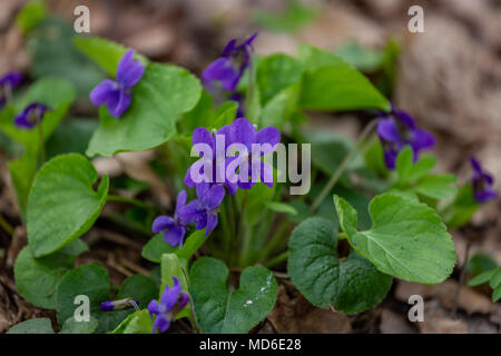 Frühling Blumen im Wald, Frühling. Stauden mehrjährige Pflanze - Viola odorata Holz violett, süße Violett, englisch Violett, Garten Viole Stockfoto