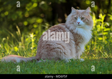 Norwegische Waldkatze Mann in einem Wald sitzt Stockfoto