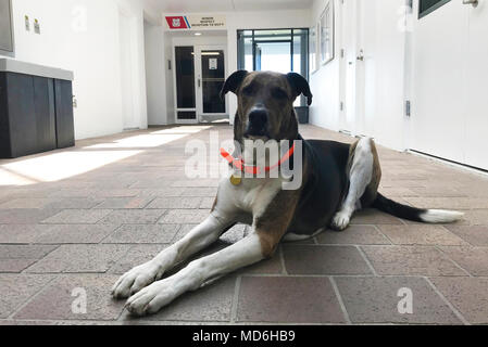 Coast Guard Station Port Canaveral's Maskottchen, Zufall, liegt unten am Haupteingang des Bahnhofs, 15. März 2018, in Port Canaveral, Florida. Chance ist viereinhalb Jahre alt und hat an der Station Port Canaveral für ein Jahr gewesen. (U.S. Coast Guard Foto von Petty Officer 3. Klasse Ryan Dickinson) Stockfoto