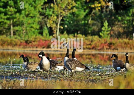 Kanadische Gans (Branta canadensis) an einem Herbstabend Stockfoto