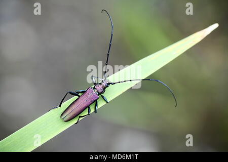 Moschus-Käfer, Aromia moschata Stockfoto