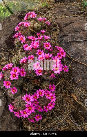 Rio Yaqui, in der Gemeinde von Soyopa., Sonora, Mexiko. ** © Foto: © LuisGutierrez/NortePhoto.com Rio Yaqui localizado en el municio de Sonora Mexiko. © Foto: © LuisGutierrez/NortePhoto.com Stockfoto