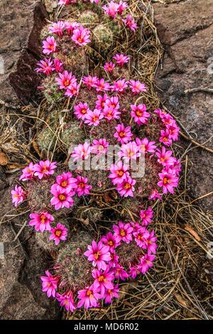 Rio Yaqui, in der Gemeinde von Soyopa., Sonora, Mexiko. ** © Foto: © LuisGutierrez/NortePhoto.com Rio Yaqui localizado en el municio de Sonora Mexiko. © Foto: © LuisGutierrez/NortePhoto.com Stockfoto