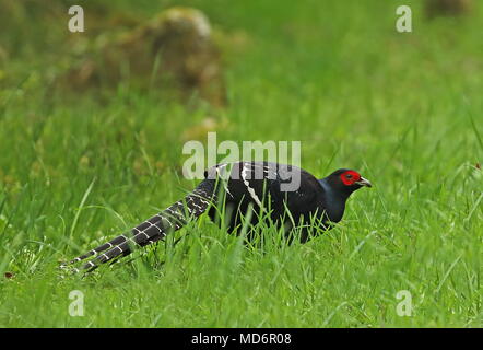 Mikado Fasan (Syrmaticus Mikado) männlichen Erwachsenen stehen auf Gras Yushan Nationalpark, Taiwan April Stockfoto