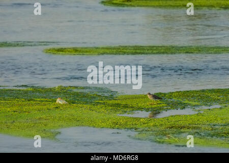 Bekassine, Gallinago gallinago, single Vogel im Wasser, Jeddah - Saudi Arabien Stockfoto