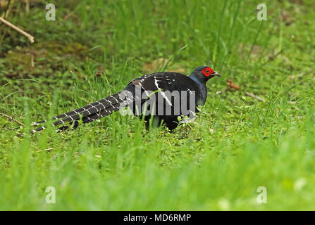 Mikado Fasan (Syrmaticus Mikado) männlichen Erwachsenen stehen auf Gras Yushan Nationalpark, Taiwan April Stockfoto