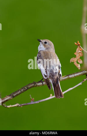 Männliche Europäischen pied Schopftyrann im frühen Frühjahr Stockfoto