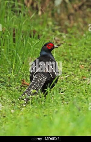 Mikado Fasan (Syrmaticus Mikado) männlichen Erwachsenen stehen auf Gras Yushan Nationalpark, Taiwan April Stockfoto