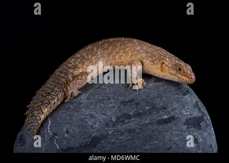 Die gidgee Stacheligen-tailed Skink (Egernia stokesii) ist in Australien gefunden. Sie bevorzugen Felsvorsprüngen. Stockfoto