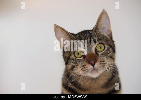 Porträt einer graue Katze, direkt an der Kamera schaut. Eine schöne, süße und niedliche Haustier. Eine große Firma. Stockfoto