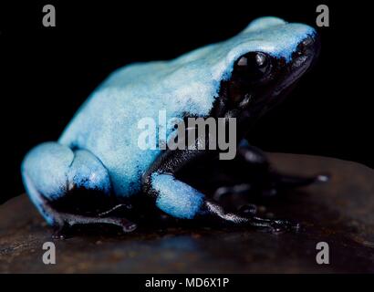 Das Anti-siphon Pfeilgiftfrosch, Adelphobates galactonotus, ist endemisch in den Regenwald des südlichen Amazonasbecken in Brasilien. Stockfoto