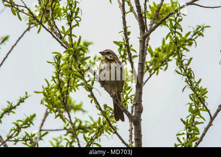 Gorrion. Cuenca del Rio San Pedro, Naturalia Stockfoto