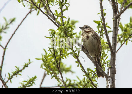 Gorrion. Cuenca del Rio San Pedro, Naturalia Stockfoto