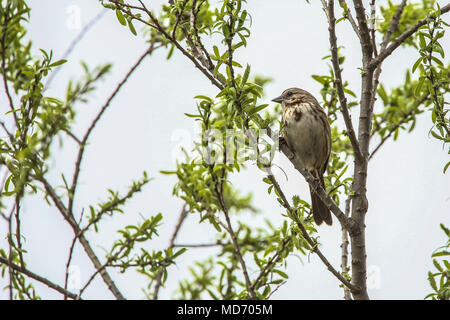 Gorrion. Cuenca del Rio San Pedro, Naturalia Stockfoto