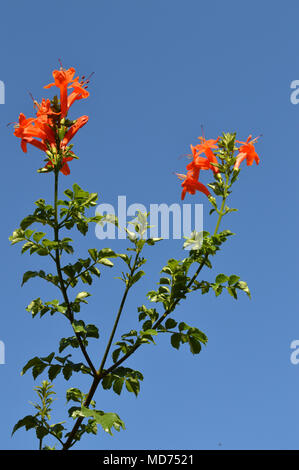 Close-up Tecoma Capensis Blumen, Kap Geißblatt, Natur Stockfoto