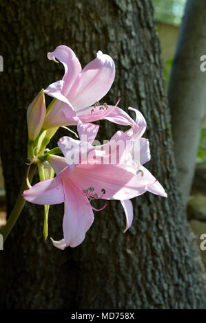 In der Nähe von Rosa Lilium in voller Blüte, Natur, Makro Stockfoto