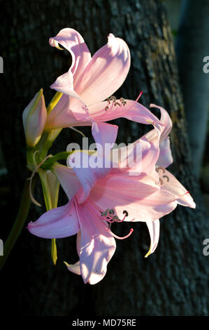 In der Nähe von Rosa Lilium in voller Blüte, Natur, Makro Stockfoto