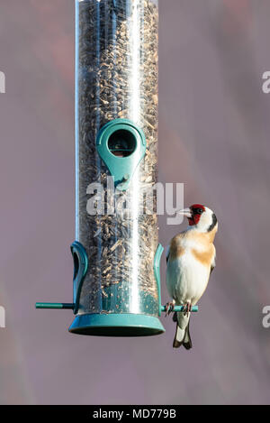 Vertikale Foto, single, männlich Stieglitz. Der Vogel ist schön Braun, Weiß, Rot, Schwarz und Gelb. Tier ist auf Kunststoff transparent Feeder f gehockt Stockfoto