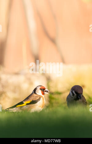 Vertikale Foto, single, männlich Stieglitz. Der Vogel ist schön Braun, Weiß, Rot, Schwarz und Gelb. Tier ist auf dem Boden mit männlichen Sparrow gehockt und Stockfoto