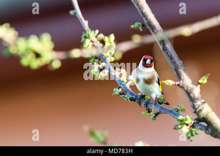 Horizontale Foto, single, männlich Stieglitz. Der Vogel ist schön Braun, Weiß, Rot, Schwarz und Gelb. Tier ist, thront auf einem Zweig von cherry tree mit Stockfoto